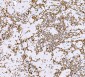 Anti-SND1 Antibody Picoband™ (monoclonal, 5F5E9)